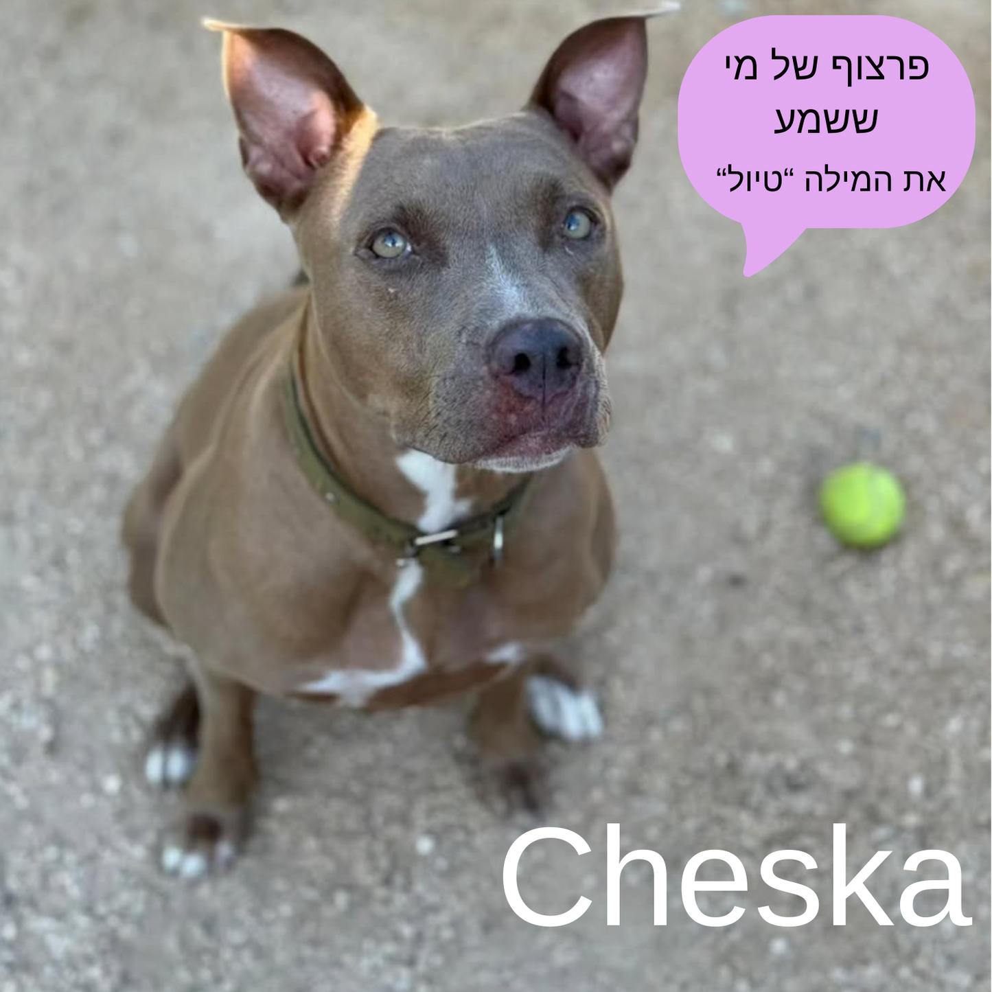 🐾 חולצת טי יוניסקס