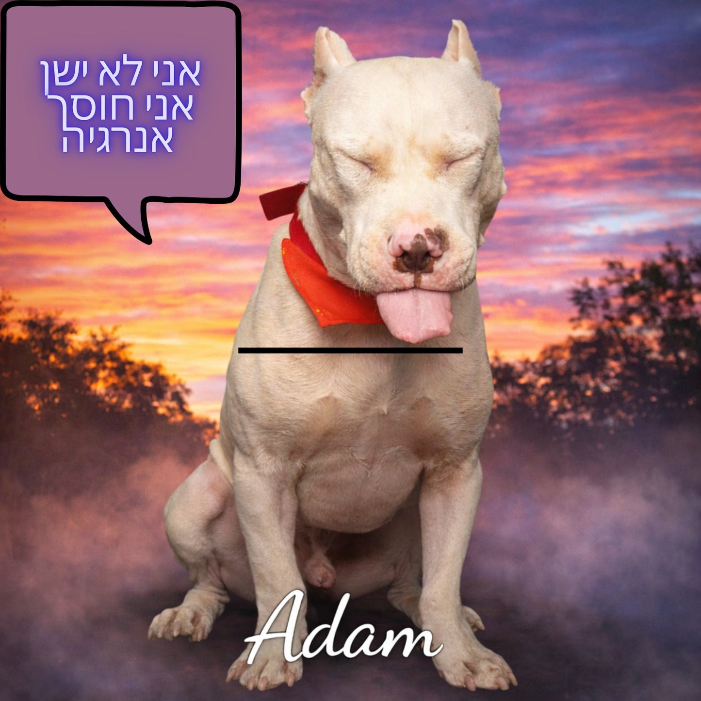 חולצת טי שחורה עם הדפס כלב בעיצוב ייחודי
